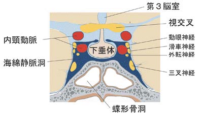 頭痛と噛み合わせの関係