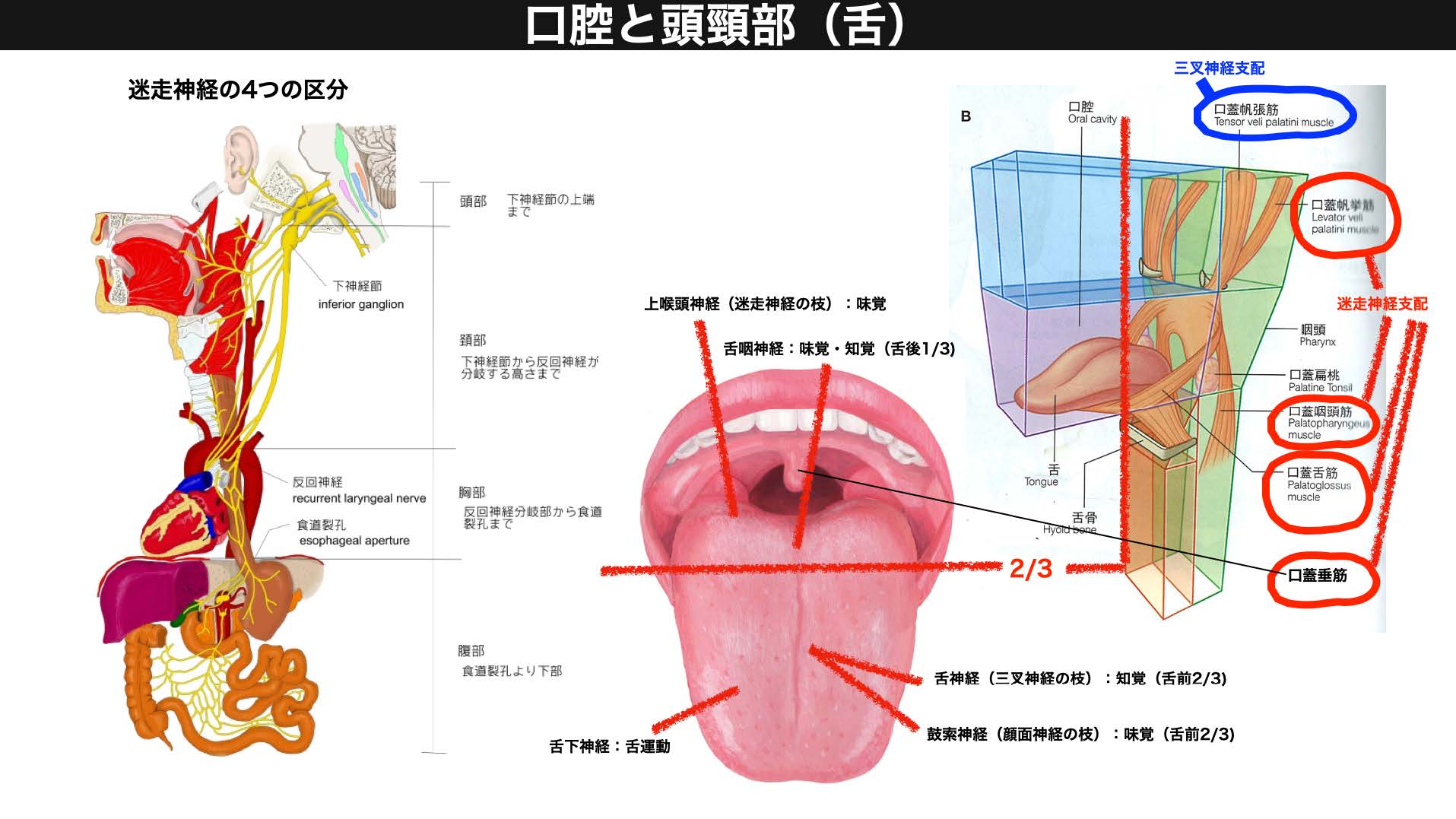 頭痛と噛み合わせの関係