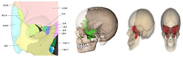 アスリートの噛み合わせと今後-その2_5