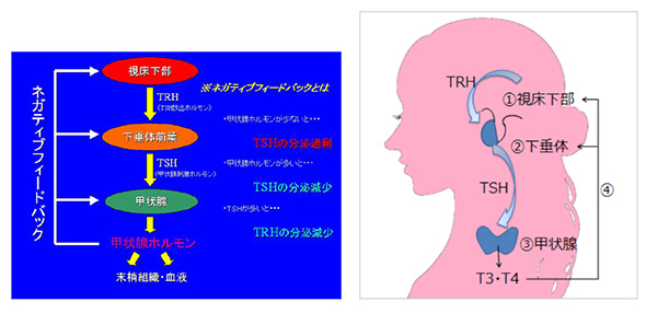 アスリートの噛み合わせと今後-その2_10