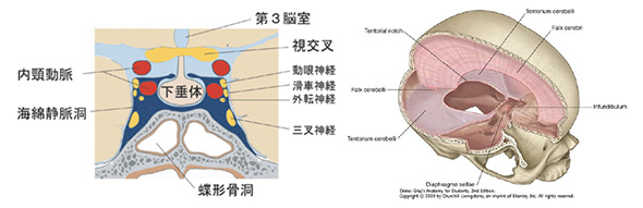 アスリートの噛み合わせと今後-その2_8